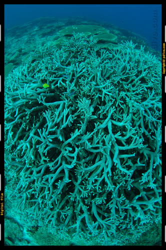 マーシャル諸島 マジュロ環礁 ダイビング 2006/08/14 (3)デッドコーラルリーフ